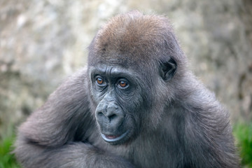Obraz premium A young female gorilla close up