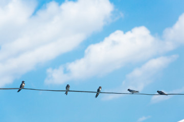 Swallow sitting on electric wire with city view.