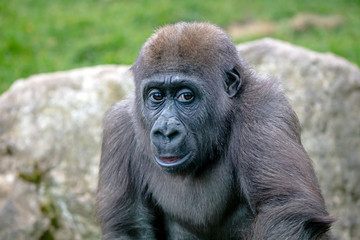 A young female gorilla close up