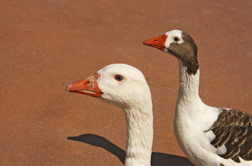  Head of two wild geese