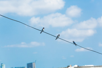 Swallow sitting on electric wire with city view.