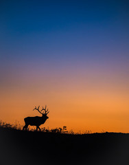 Bull Elk Sunset Silhouette on top of a Mountain