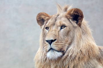 A beautiful young male lion portrait view
