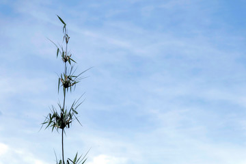 Green bamboo with blue sky background