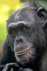 Fototapeta premium A Chimpanzee animal close up