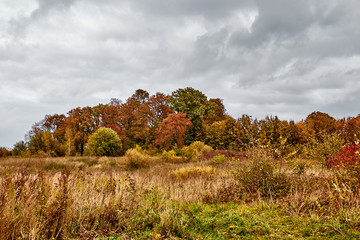 Fototapeta premium Autumn landscape with orange field and trees