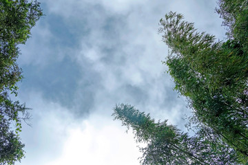 Green bamboo with blue sky background