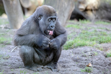 A young female gorilla close up
