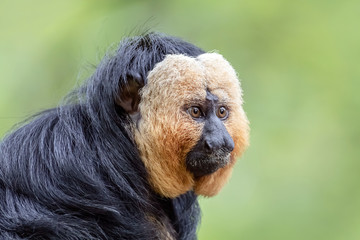 Close up view of white faced monkey