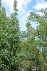 Green bamboo with blue sky background