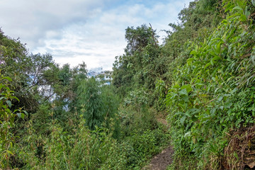 Green bamboo with blue sky background