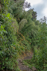 Bamboo in the forest