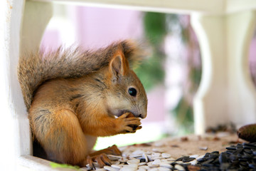 Red squirrel eating nuts in park 