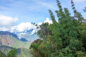 Green bamboo with blue sky background