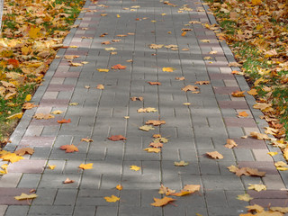 autumn maple yellow leaves on the sidewalk