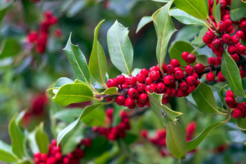 Red berries close up with green background and copy space