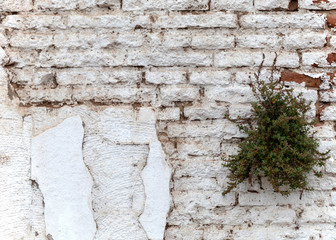 Brick wall from dry white dirt stone typical for south America