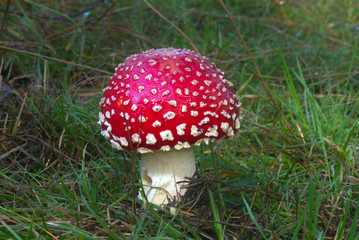 Fly agaric, Amanita muscaria, a white-dotted and white-gilled toxic mushroom