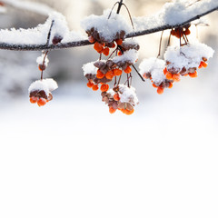 Beautiful winter park nature still life. Orange berries snow covered branches, winter park nature...