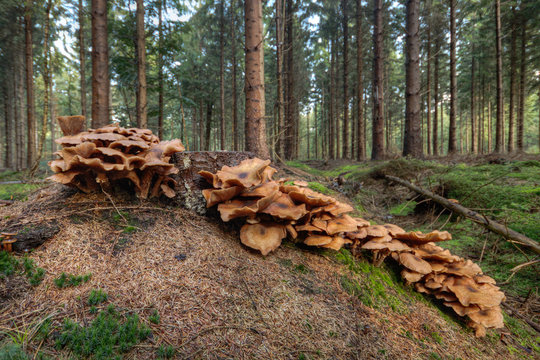 Group of Freckled dapperlings growing on the rotting trunk of a tree in a pine forest