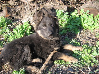 GERMAN SHEPHERD PUPPY