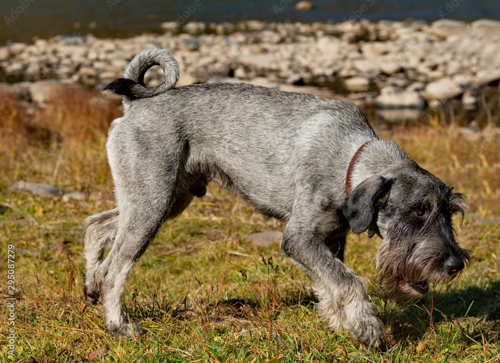 Wall mural Mittelschnauzer – dog of the Schnauzer group, established a great guardian and a search engine. Distinctive features of breed-square format of a trunk, effective 