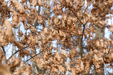 Fototapeta premium Dry oak Leaves in Winter 