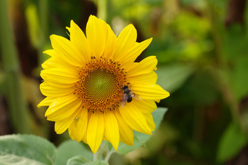 Blooming sunflower. Bright yellow petals green leaves plant sunny day summer landscape, farmers field background.