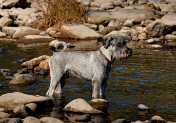 Mittelschnauzer – dog of the Schnauzer group, established a great guardian and a search engine....