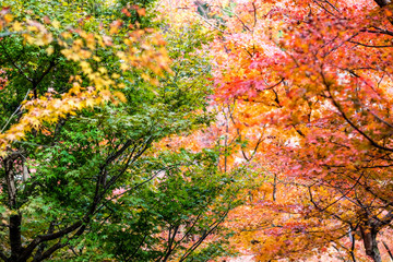 The red leaves are changing before the green leaves On the front.