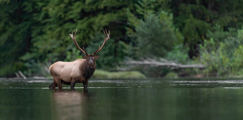 Elk along a creek 