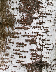 Birch tree bark pattern texture macro view.