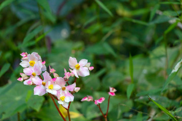 Pink tropic flower on the green jungle background. Natural, floral close-up exotic flowers with copy space