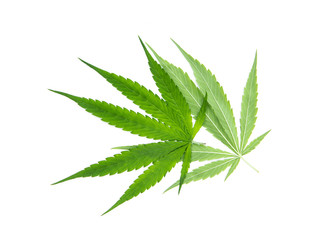 Green cannabis sativa. Marijuana leaf front and back overlapping isolated on white background.