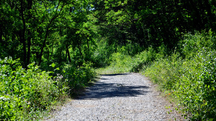 path through green forest in summer season