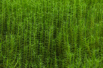 Tall green moss. Background. Texture