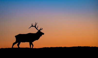 Bull Elk Sunset Silhouette on top of a Mountain