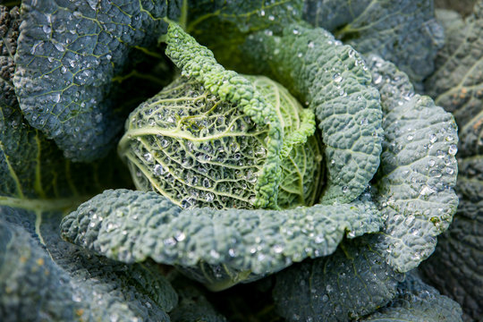 Organic background. Fresh photo of cabbage kale grows on a garden bed. Nutrition picture of a healthy diet.