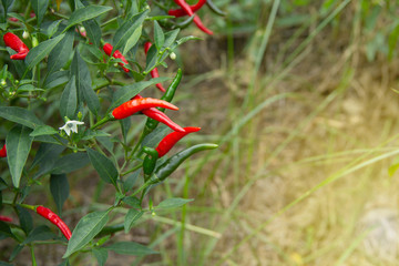 Background green and copy space of Tree Thai pepper Jinda chillis in organic garden that is grown naturally.
