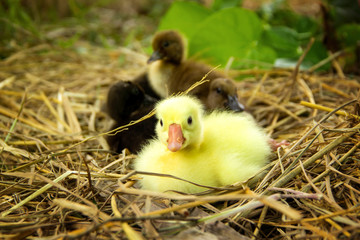 Animal husbandry or livestock for agriculture. white gosling chinese  and duckling khaki campbell on the straw in organic garden of Thailand.