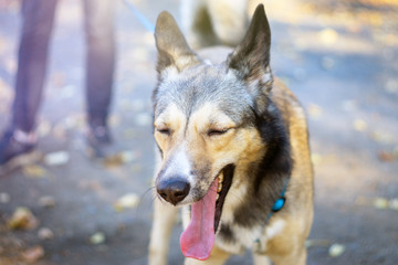 Fototapeta premium funny dog opened his mouth close up