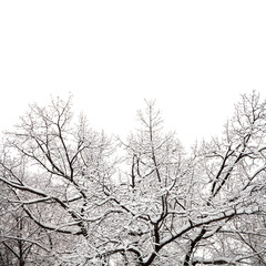 Snow covered big tree branches on white background. Winter holidays festive greeting card template. copy space