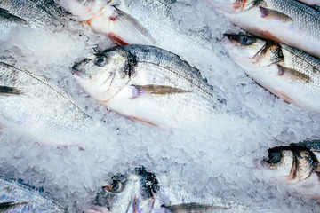 Dorado fish on ice fresh frozen fish sale