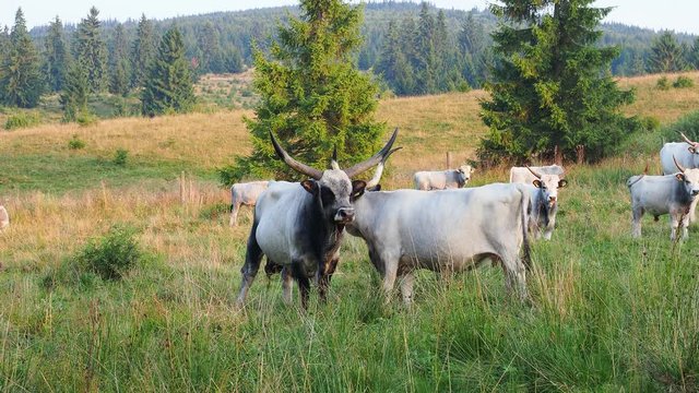 Ankole Watusi bull with big horns in the field