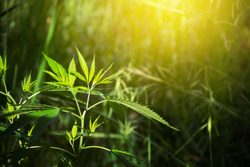 Background green and copy space of Young shoots and young leaves Marijuana tree. Cannabis plant...