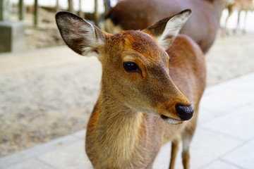 奈良県の鹿