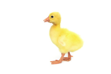 yellow gosling that is chinese white goose baby isolated on white background.