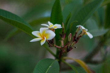 Plumeria flower blooming on tree, White yellow frangible tropical spa flower.