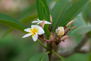 Fototapeta na wymiar Plumeria flower blooming on tree, White yellow frangible tropical spa flower.