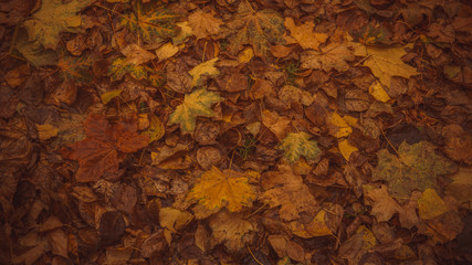 Autumn. Multicolored maple leaves lie on the grass. Colorful foliage in the park. Falling leaves natural background